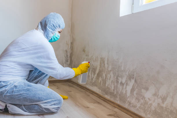 Licensed Commercial Mold Remediation service in Concord, MI - WQB Mold Removal
